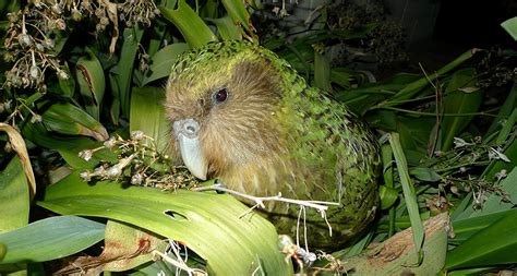 Scientists Say Kakapo