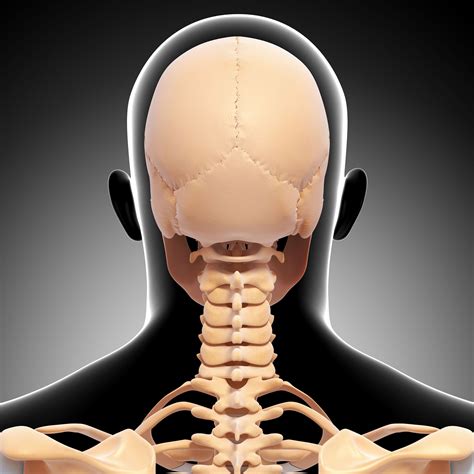Odontoid Process — What is it and What Happens If You Injure It