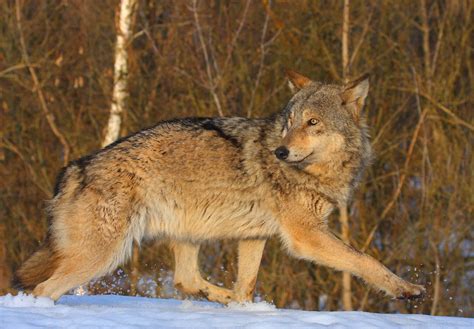Wildlife Thriving In Chernobyl Exclusion Zone Lynx Boar Deer And