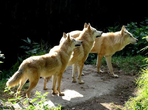 Himalayan Wolves Pack Of 2 3 V Mishmi Takin Carnivora