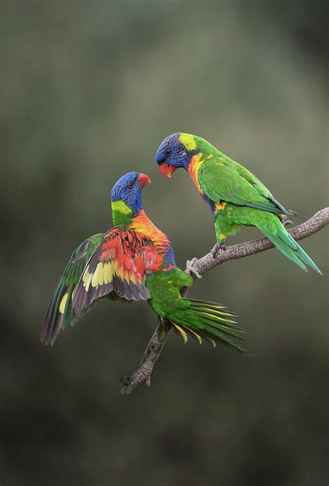 Two Rainbow Lorikeets On Branch Werribee Victoria Australia