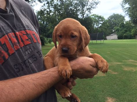 These red labs are available immediately. Fox Red Lab Puppies for Sale from Silver and Charcoal Kennels