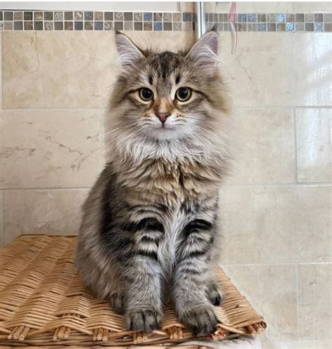 Siberian Cat For Sale Siberian Kittens For Sale