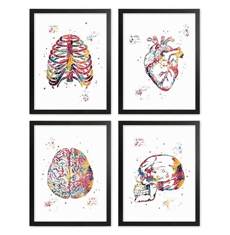 Human Anatomy Watercolor Art 8x10 Unframed Print Set Brain