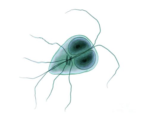 Giardia Lamblia Parasite Photograph By Kateryna Kon Science Photo Library Fine Art America