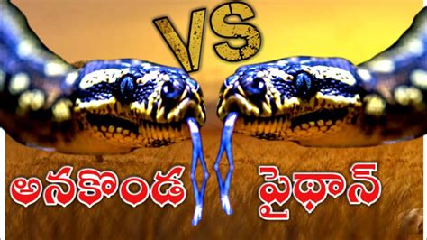 Anaconda Snake Vs Python Snakewho Will Win Python Snake Vs Anaconda