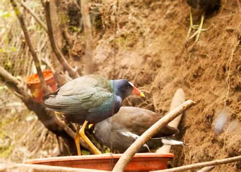 The Animals Of Amaru Zoo Cuenca Ecuador Video Gringosabroad