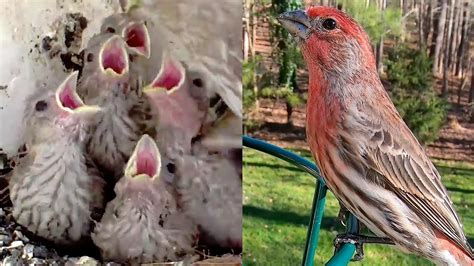 Time Lapse Of Baby House Finches Inside The Nest With Live Cam Youtube