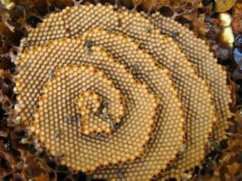 Australian Stingless Bees Build These Spiral Hives That Is B