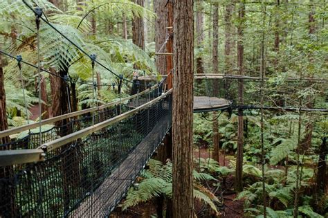 The Redwoods Of Whakarewarewa Forest New Zealand Myscandi Blog