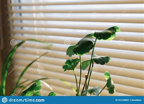 Green Home Flower Home Plant Near The Window With Blinds Sunlight