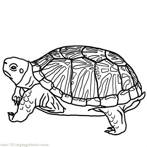 Start from the turtle coloring pages ideas to nurture the… Print & Download - Turtle Coloring Pages as the ...