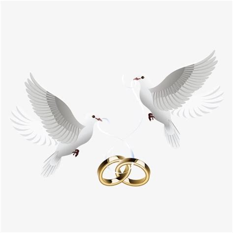 pigeons  ring pigeon ring love png  vector