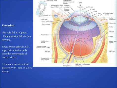 Anatomía De Retina