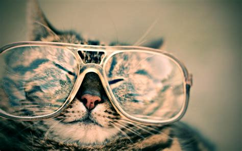 Silver Tabby Cat Cat Animals Glasses Hd Wallpaper Wallpaper Flare