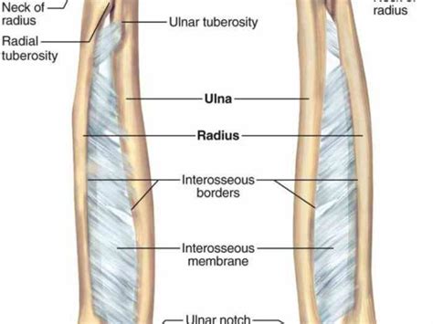 Each finger is made up of three phalanges, labelled the proximal, . And Radius ago play this quiz called radius and ulna show ...