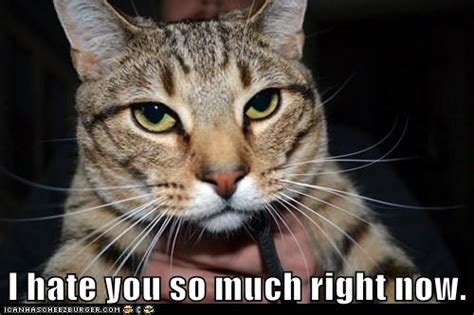 I Hate You So Much Right Now Cheezburger Funny Memes Funny Pictures