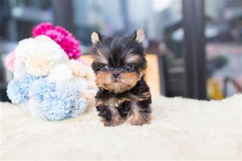 Decorative polyresin cheap teacup puppies for sale resin statues. Yolo Tiny Teacup Yorkie