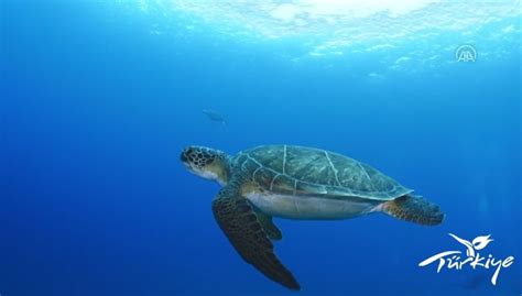 Kültür ve turizm bakanlığı'nın türkiye'yi dünyaya tanıtmak için kurduğu 'goturkiye' adlı hesaptan skandal bir video paylaşıldı. Kültür ve Turizm Bakanlığı'ndan Türkiye'nin doğal ve ...