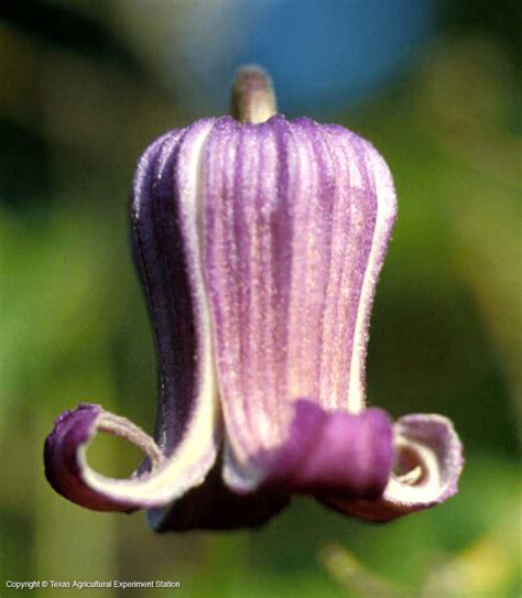 Both of these are fairly unusual to find in commercial cultivation; Texas Native Plants Database