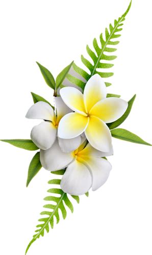 Tropical Hawaiian Flower Png : Browse png by category browse by category. - canvas-gloop