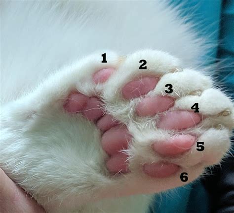 Quantos Dedos Tem Um Gato
