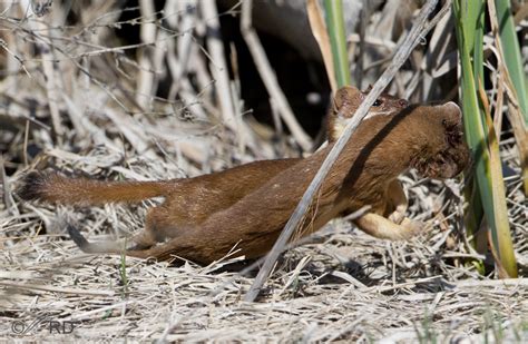 Long Tailed Weasel Efficient Hunter And Cannibal Feathered Photography