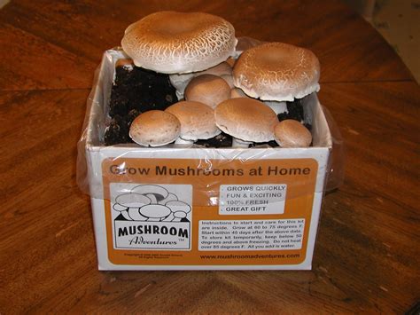 Best Mushroom Grow Kits Urban Turnip