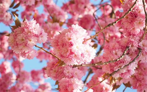 Sakura Tree Cherry Blossom Wallpapers Hd For Desktop Backgrounds