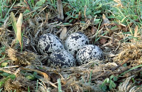 Killdeer Nest Photograph By James Zipp Pixels
