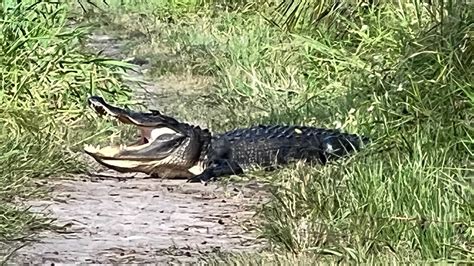 Alligator Encounters Circle B Bar Reserve Youtube