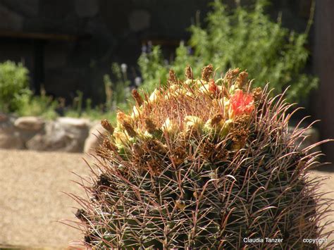 The desert has long attracted those. Claudia Tanzer-Photographer: Arizona desert plants