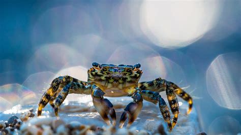 Wallpapers Hd Crustacean Crab