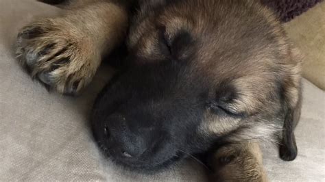 German Shepherd Puppy Growth First 2 Weeks Youtube