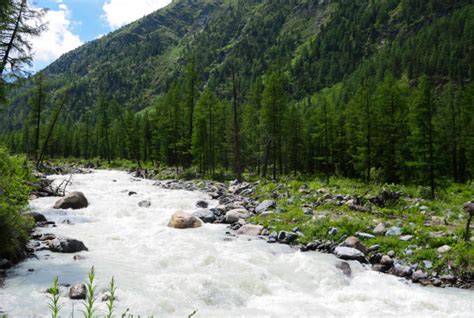 Premium Photo Altai Mountain River