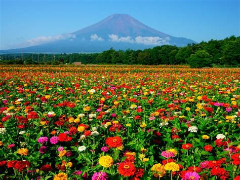 Spring Flower Garden Mount Fuji Lake Kawaguchi Wallpapers Wallpaper Cave