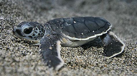 It is one of the five species of sea turtles found in bacuit bay. Cute Baby Turtles - We Need Fun