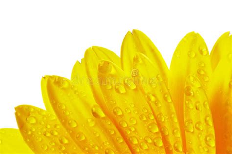 Yellow Flower Petals With Water Droplets Stock Image Image Of Spring