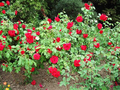 5 Tips On How To Plant Rose Bushes