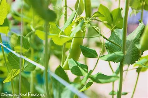 Growing And Harvesting Sugar Snap Peas Whole Lifestyle