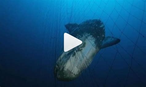 Video Shows Sea Animals Caught As Bycatch By California