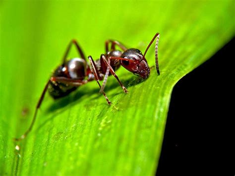 In case they are becoming a nuisance, it is time to start asking before morphing into rambo and unleashing righteous fury upon the unsuspecting ants in your garden, please ask yourself the following questions Benefits Of Having Ants In Your Garden - Boldsky.com
