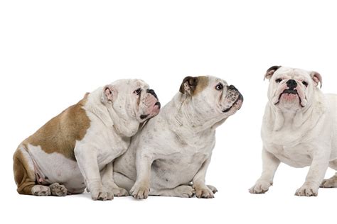 A guide to english bulldog life expectancy, why it is so short, and what can be done to improve english bulldog lifespan. Bulldog Dog Breed Information