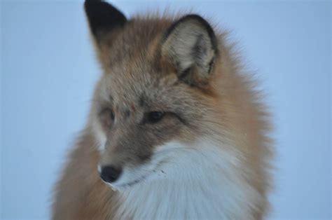 Red Fox Alaska Zoochat