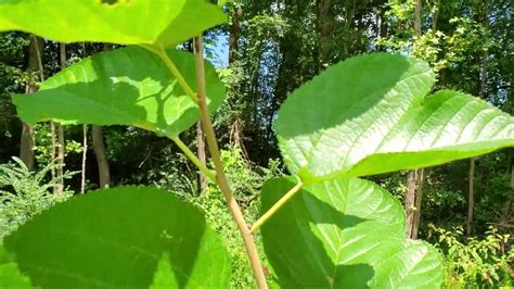 It is one of the most nutritious leafy vegetables in the world. Mulberries- Fast Growing Fruit Trees! - YouTube