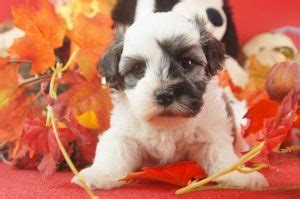 These darlings are champion sired, with health tested parents. Havanese Puppies for Sale in PA | Royal Flush Havanese