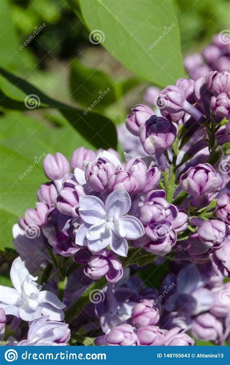 Beautiful Purple Lilac Flowers Outdoors Lilac Flowers On The Branches