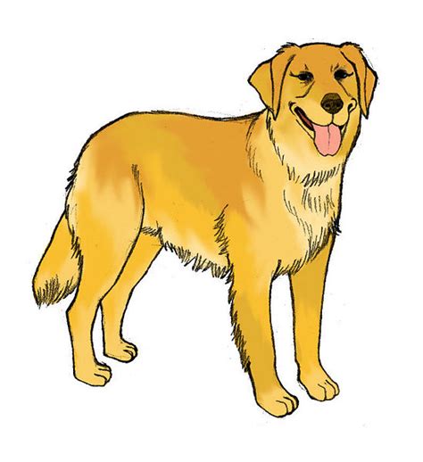 Pencil Sketches And Drawings How To Draw A Golden Retriever