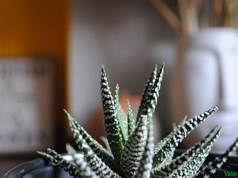 Haworthia Attenuata Zebra Cactus Plant Grow And Care Tips Growingvale
