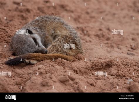 A Meerkat In The Sand Stock Photo Alamy
